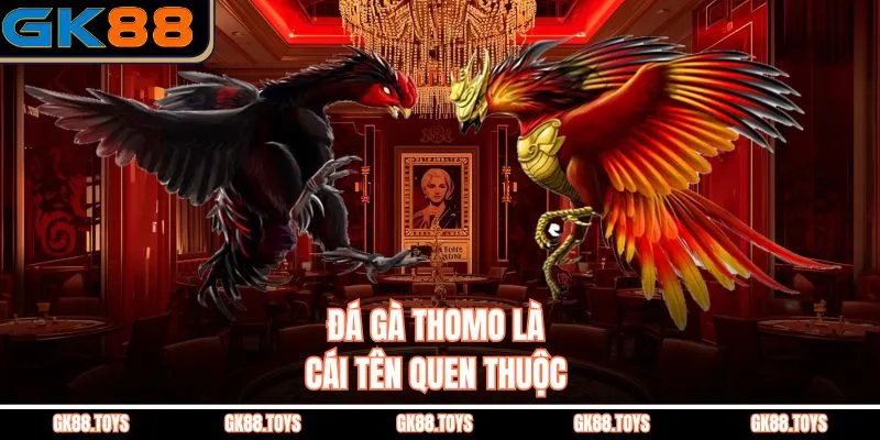 Đá Gà Thomo là cái tên quen thuộc 